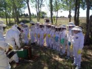 Cómo desarrollan sus actividades los apicultores durante la cuarentena