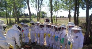 Cómo desarrollan sus actividades los apicultores durante la cuarentena
