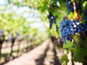 Argentina se ubica en el puesto 11 entre los exportadores de vinos