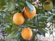 Senasa incorporó tecnología para producción vegetal y seguridad fitosanitaria