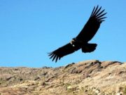 La fauna de Traslasierra recupera su terreno: la población de cóndores llega a 400