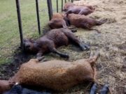 Una centella mató 13 terneros en la previa a un remate