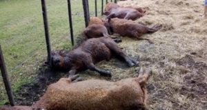 Una centella mató 13 terneros en la previa a un remate