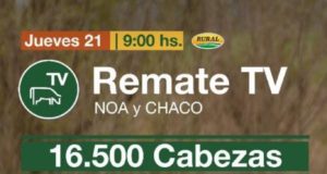 En el televisado de hoy de Colombo sale un Lote de 150 vacas preñadas de San Luis