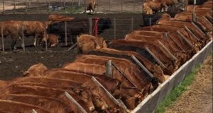 Testean alimentos de ganado para optimizar el rendimiento