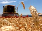 La cadena de trigo se pone en línea para traer al país más de U$S 3.100 millones