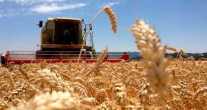 La cadena de trigo se pone en línea para traer al país más de U$S 3.100 millones