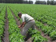La complejidad del sistema de producción deja a productores fuera del crédito