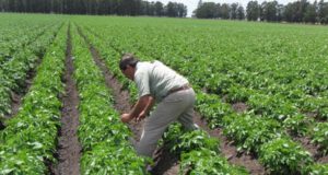La complejidad del sistema de producción deja a productores fuera del crédito