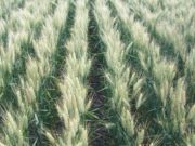 INTA logró equilibrio entre rendimiento y calidad en cultivo de trigo