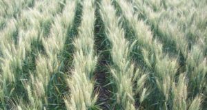 INTA logró equilibrio entre rendimiento y calidad en cultivo de trigo