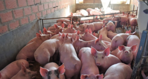 La exportación es una salida para el cerdo durante la crisis sanitaria
