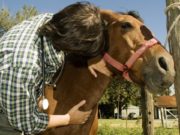 Programas de sanidad animal: reacreditación de profesionales