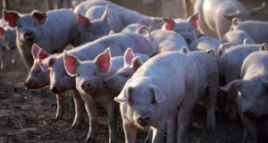 Entre 2008 y 2019 hubo fuerte crecimiento del sector porcino