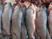 El sábalo, un gran negocio… para los frigoríficos