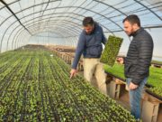 Sol Puntano aumenta su producción de plantines para abastecer explotaciones comerciales y municipios