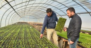 Sol Puntano aumenta su producción de plantines para abastecer explotaciones comerciales y municipios