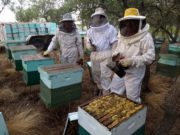 Hoy es el día internacional de la abeja