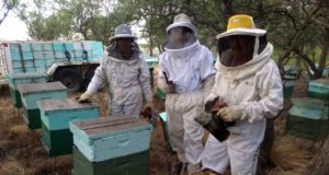 Hoy es el día internacional de la abeja