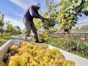 La vitivinicultura entra al programa de asistencia al trabajo y la producción