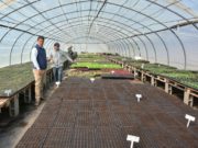 Sol Puntano incluirá bandejas con plantines a su servicio de delivery