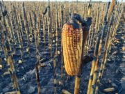 De Raedemaeker denunció el incendio intencional de su campo en Córdoba