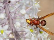 Aseguran que la avispa que mata abejas y ataca frutales llegó a Chile