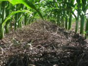 Cómo maximizar la productividad de manera sustentable