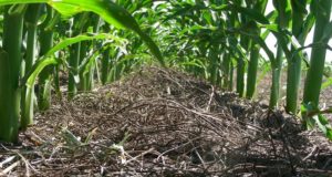 Cómo maximizar la productividad de manera sustentable