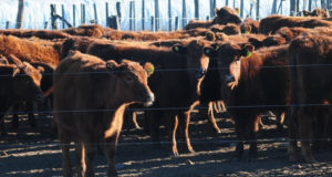 Curso virtual «Producción de carne en suelos agrícolas»