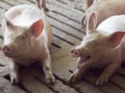 Detectaron y cerraron un foco de triquinosis en Junín