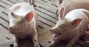 Detectaron y cerraron un foco de triquinosis en Junín