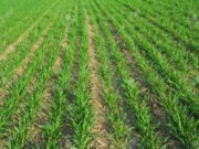 Vacuna ecológica para combatir la podredumbre gris en trigo y otras especies