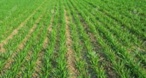 Vacuna ecológica para combatir la podredumbre gris en trigo y otras especies