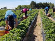 Salida de pandemia: ¿ingreso básico o trabajo universal?