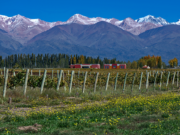 Impacto de la vitivinicultura en la economía argentina