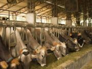 Banco Nación lanza un nuevo instrumento financiero para el campo
