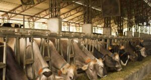 Banco Nación lanza un nuevo instrumento financiero para el campo