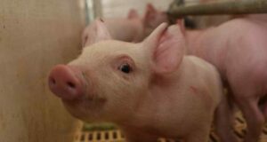Córdoba exportará 4.000 cerdos por mes a china