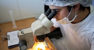 Senasa insiste en el análisis de triquinosis a la carne antes de su consumo