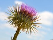 12 flores silvestres y plantas bíblicas de Israel