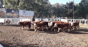 La 40° Expo Ternero de la Rural de San Luis alcanzó un celebrado éxito