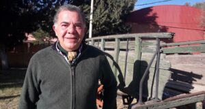 Los terneros “careta” que fueron campeones en la 40° Exposición de la Rural de San Luis