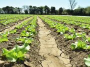 Buenos Aires avanza en un programa agroecológico