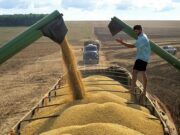 China aprueba importación de soja transgénica desarrollada en el país