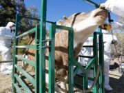 La cadena agroalimentaria de Córdoba reunió 21 protocolos de prevención