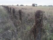 Senasa logró reducir la manga de langostas, pero aún continúa el alerta
