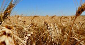 Proyectan que las exportaciones de trigo crecerán un 8%