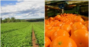 Dos empresas obtuvieron el sello “Alimentos Argentinos, una Elección Natural”