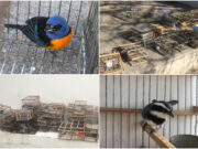 Rescatan en San Luis 60 aves que sufrían tráfico ilegal
